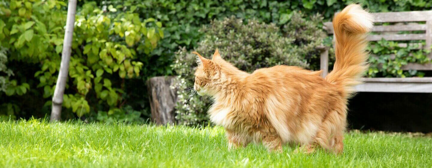 Cat proofing outlet garden